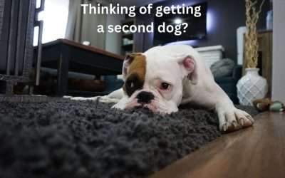 Can Separation Anxiety be solved by adopting a second dog?